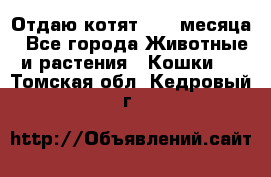 Отдаю котят. 1,5 месяца - Все города Животные и растения » Кошки   . Томская обл.,Кедровый г.